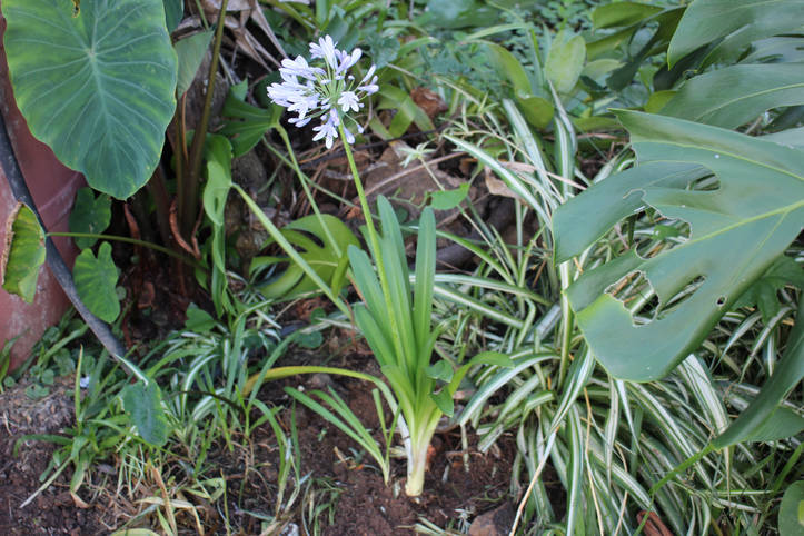 DIY Jardinagem | Como plantar o Lírio Africano ou Agapanto | homify