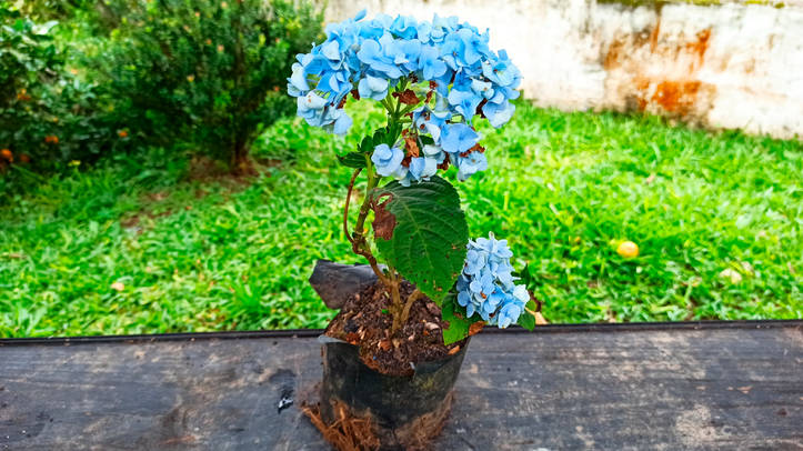 French hydrangea outlet