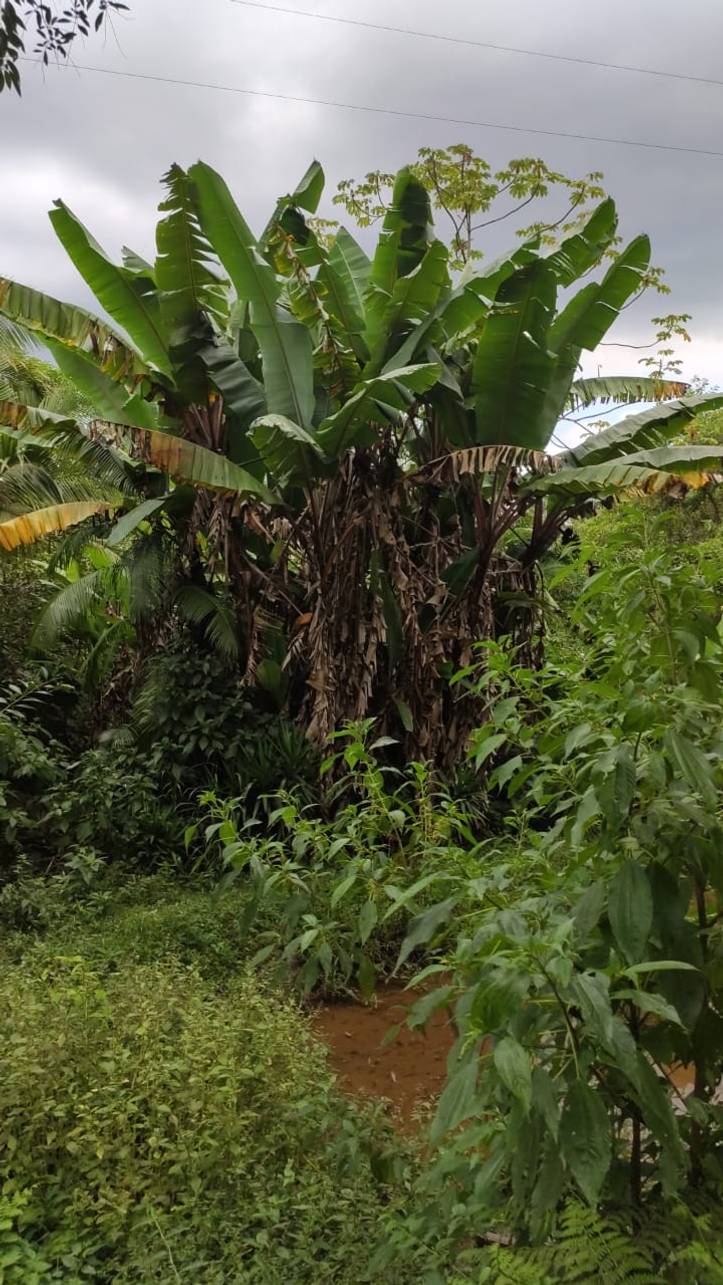 8 Ótimos Conselhos Para Aprender Como Plantar Banana | Bananeira de Jardim  | homify