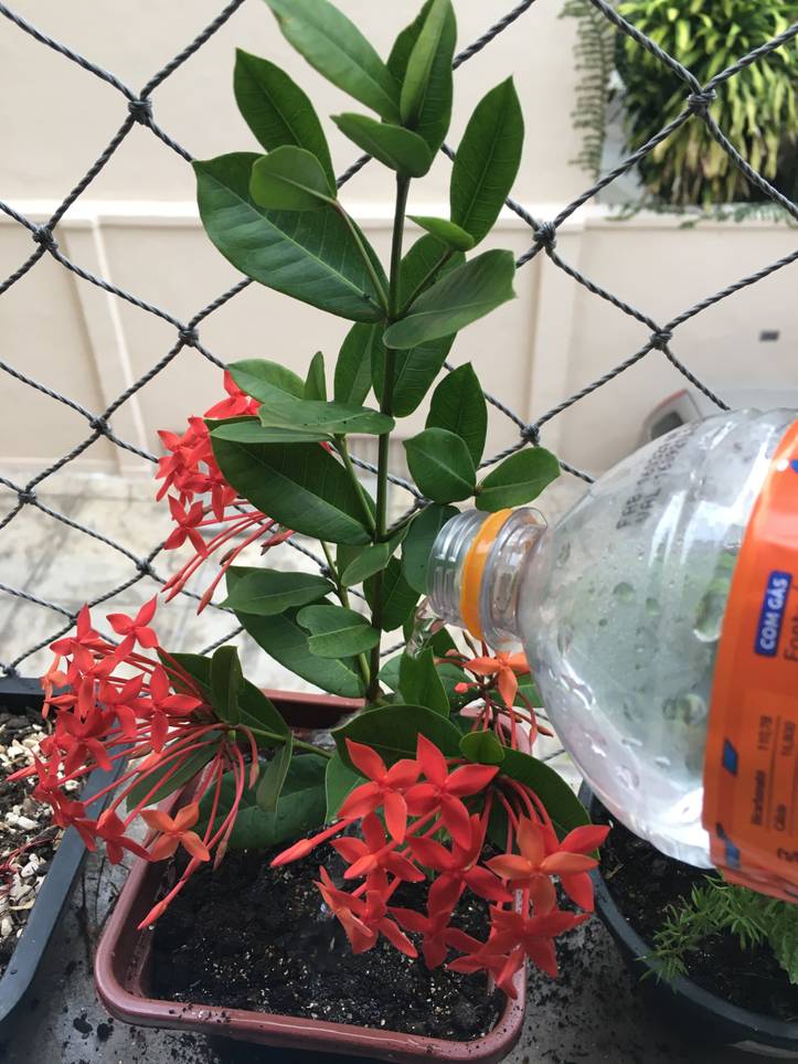 Ixora Coccinea | 5 Cuidados Fáceis Para Cultivar A Planta Ixora Vermelha |  homify