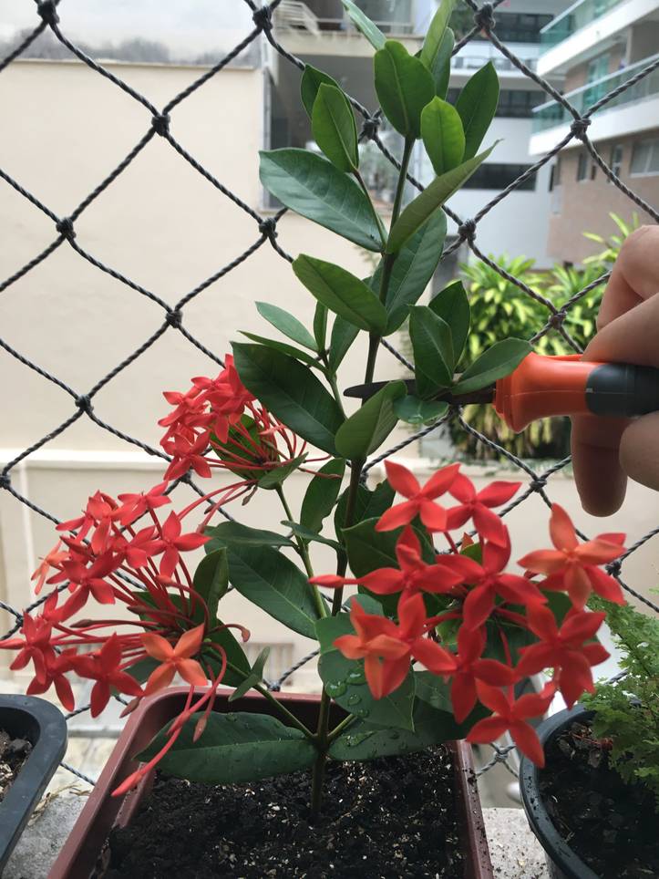 Ixora Coccinea | 5 Cuidados Fáceis Para Cultivar A Planta Ixora Vermelha |  homify