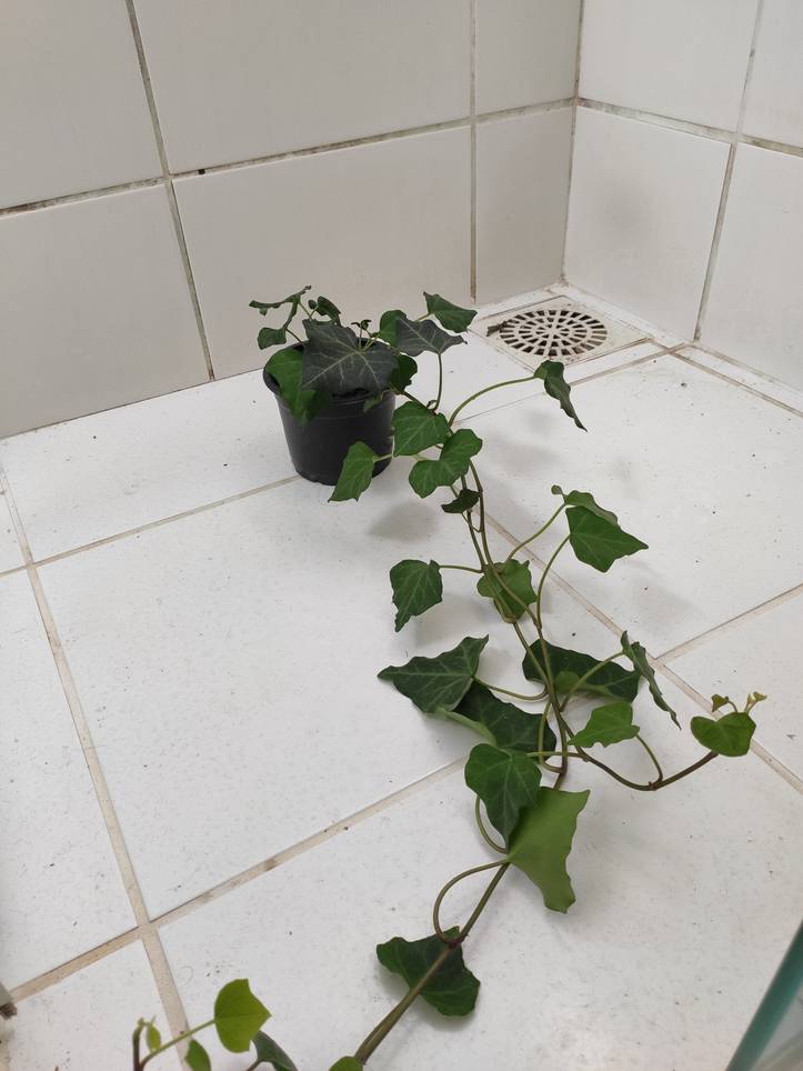 ヘデラ ヘリックスの育て方 アイビーの育てる際に知っておきたい12のポイント Homify