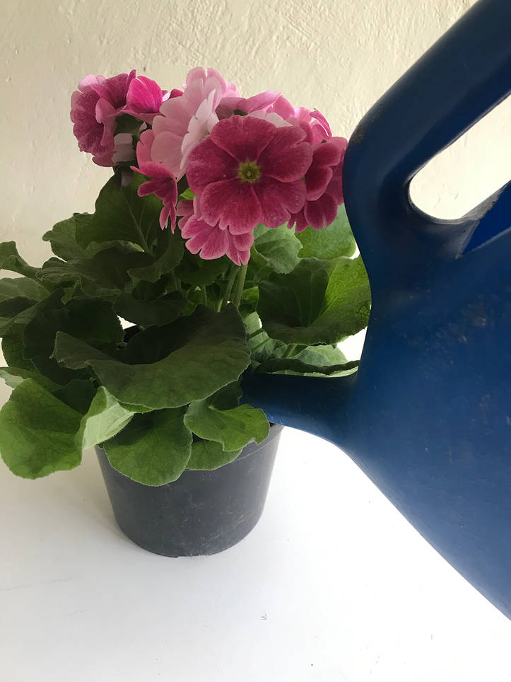 Flor Primula: Como Cuidar Em 5 Passos Fáceis | Primrose | homify