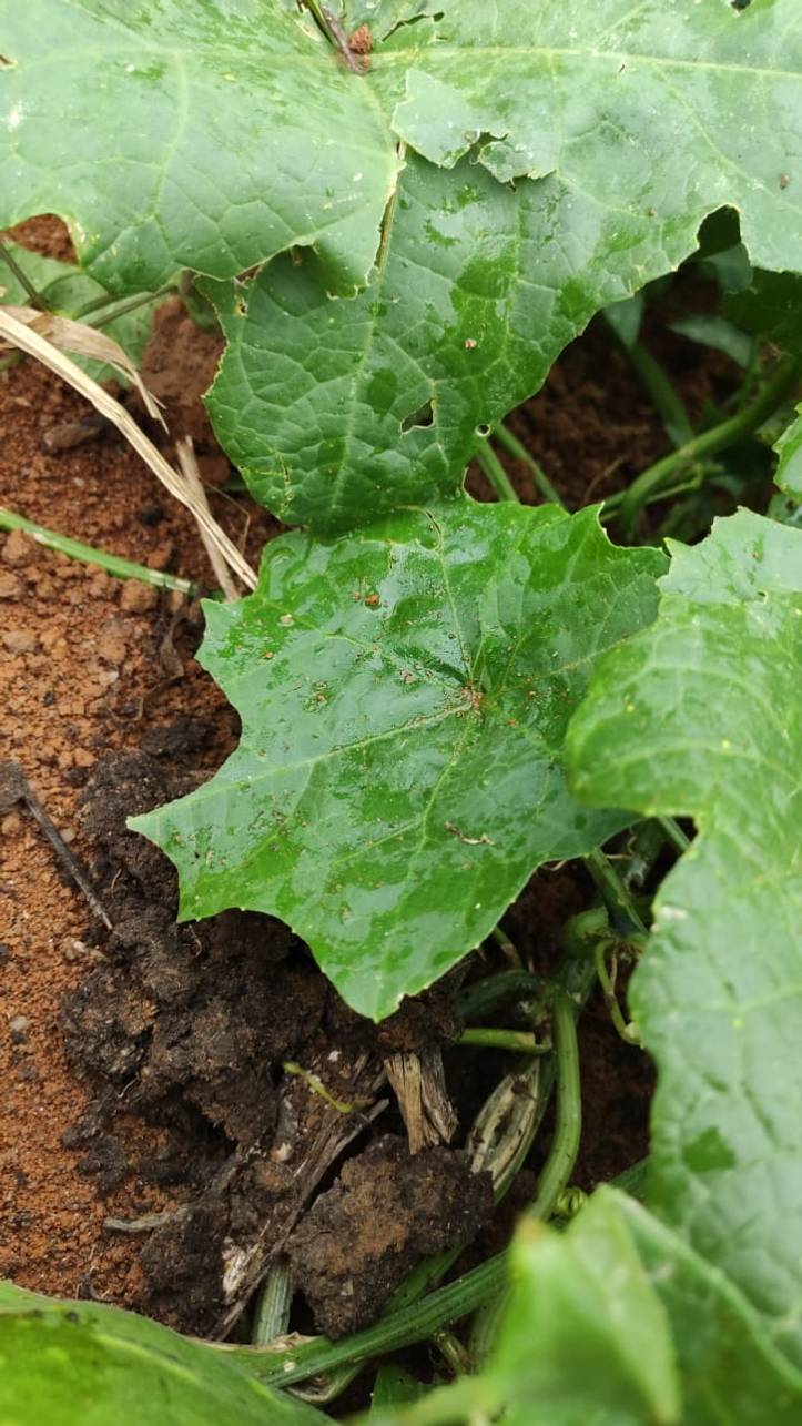 ヘチマの育て方 ヘチマたわしを作る際に押さえておきたい９つのポイント Homify