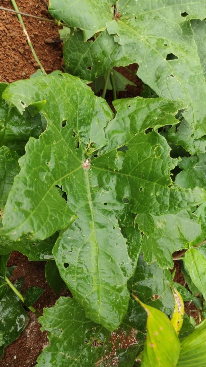 ヘチマの育て方 ヘチマたわしを作る際に押さえておきたい９つのポイント Homify