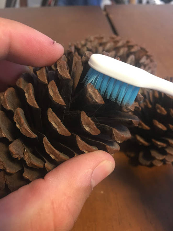 How To Preserve Pine Cones To Use For Home Decorating
