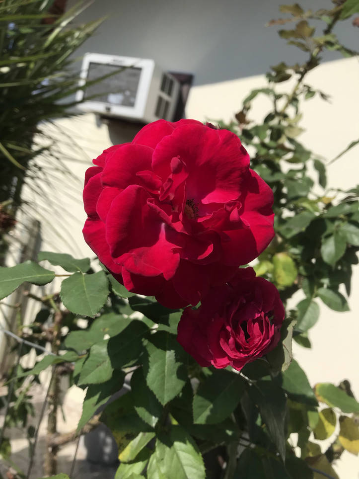 6 Datos que Debes Saber Sobre el Cuidado de la Rosa Gallica: ¡Cuidados y  Más! | homify