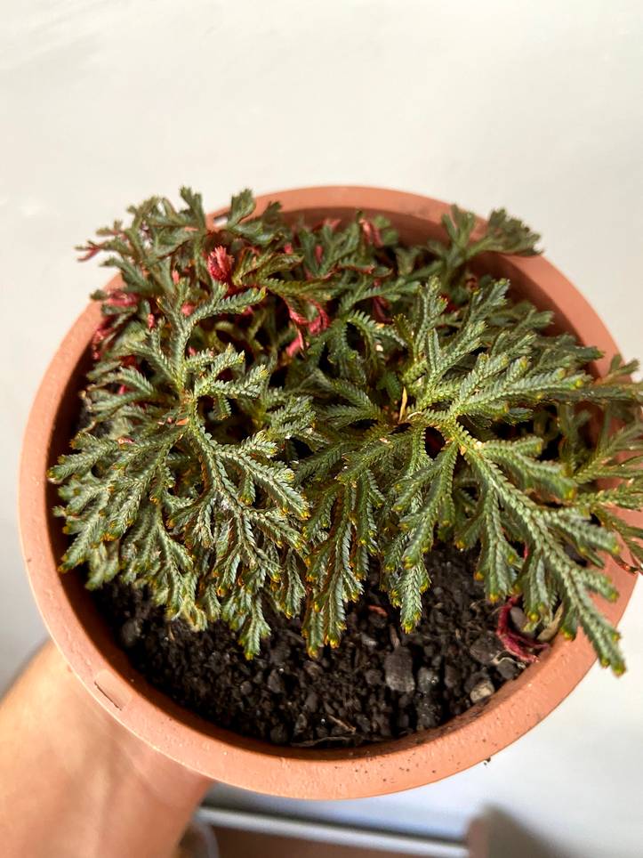 5つのセラギネラの栽培方法 スパイクモスの育て方のすべてがわかる Homify