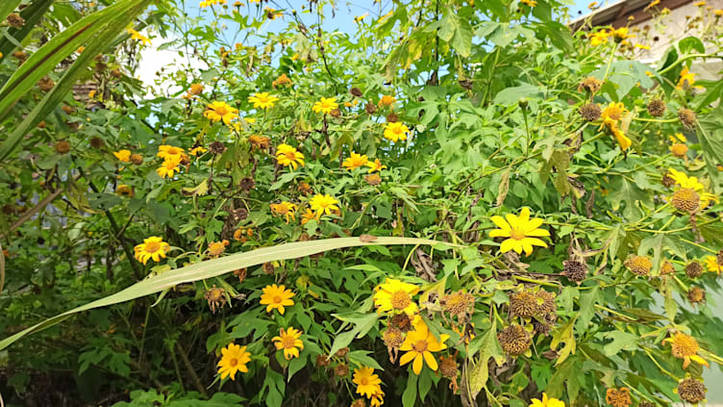 Cómo Cultivar Tithonia Diversifolia (Girasol Mexicano) | homify