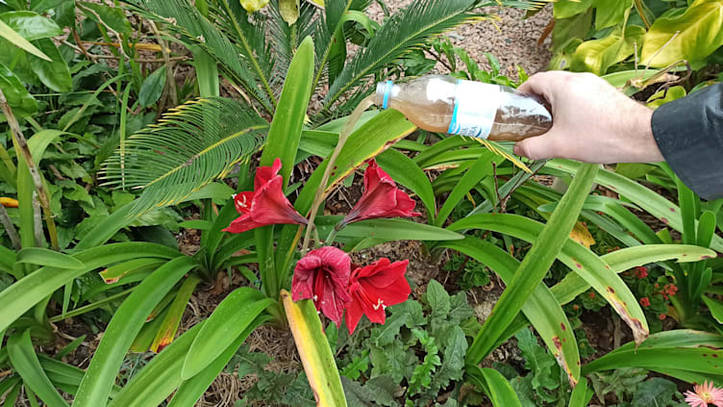 Cuidado de la Flor Amarilis: Guía Práctica | homify