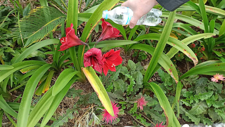Cuidado de la Flor Amarilis: Guía Práctica | homify