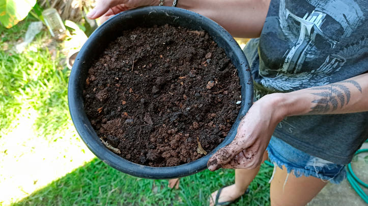 ツツジの育て方と基本的なポイント Homify