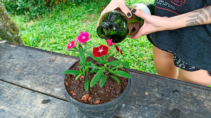 Dianthus Chinensis: Todo lo que Querías Saber del Cultivo de la Flor  Clavelina | homify