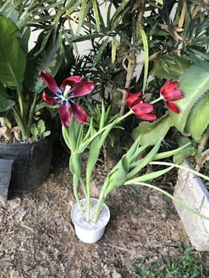 6 Consejos para Cultivar Flor de Tulipán | homify