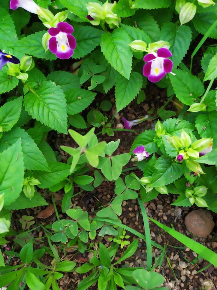 庭のクローバーを駆除する方法 Diyで雑草を取り除く5つのコツ Homify