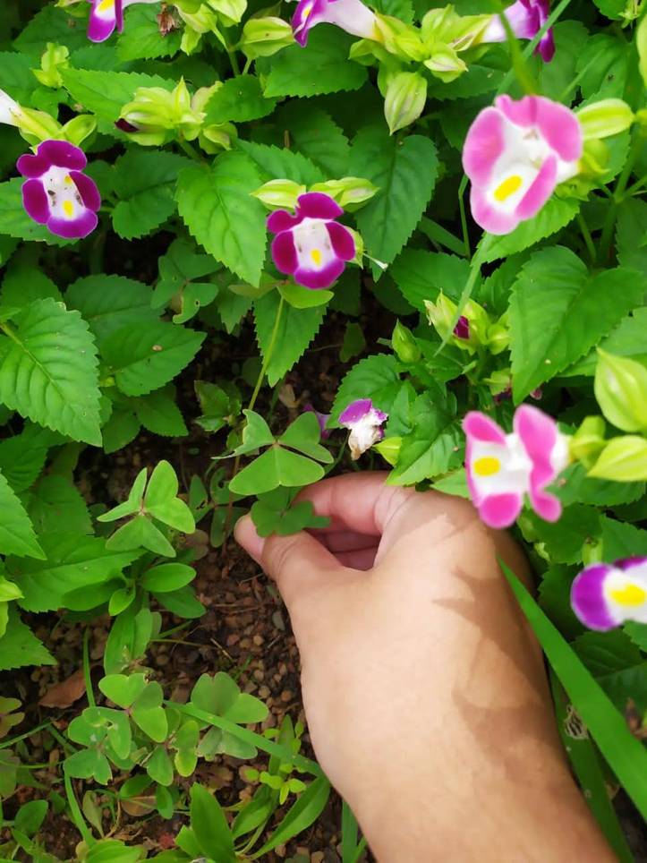 庭のクローバーを駆除する方法 Diyで雑草を取り除く5つのコツ Homify