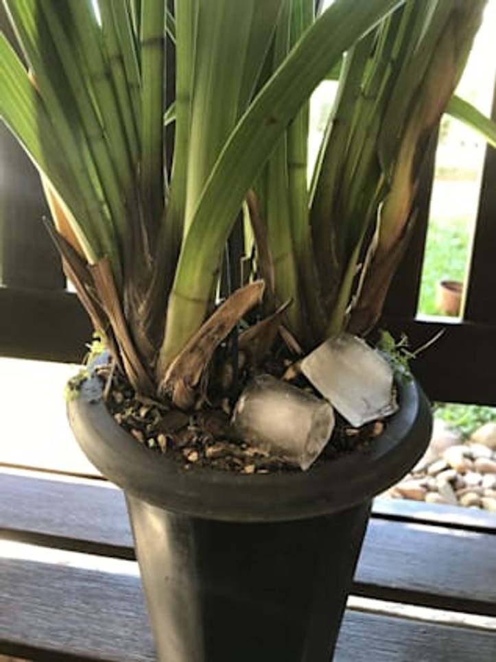 Cómo cuidar una Orquídea Cymbidium (6 Pasos Sencillos) | homify