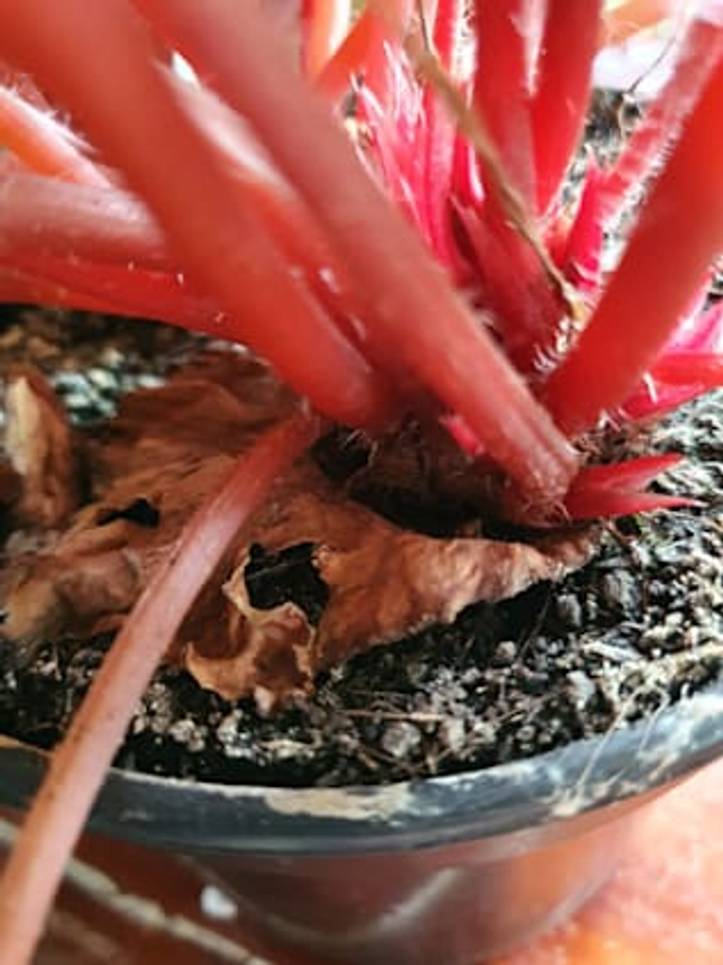 Descubre Cómo Propagar Begonia Rex en Solo 7 Pasos | homify