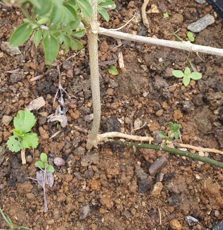 Jasmine Plant Care [6 Tips + FAQs] | How to Grow Jasminum Polyanthum | homify