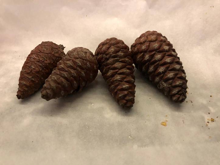 How to Make Pine Cones Open