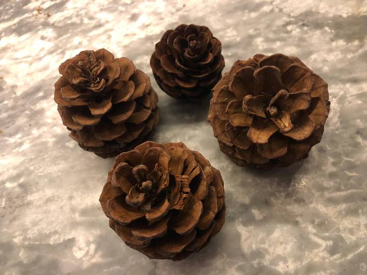 How to Preserve Pine Cones for Indoor Use - An Organized Season