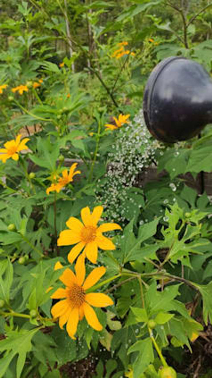 Cuidado de Heliopsis Helianthoides - 6 Consejos para Cultivar Planta Real  de Oro | homify