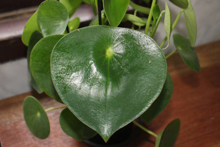 ペペロミアのお手入れ方法 5つのポイント 9つの簡単なステップ Homify