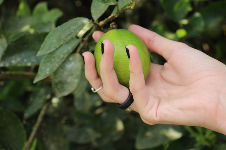 Lemon tree benefits online