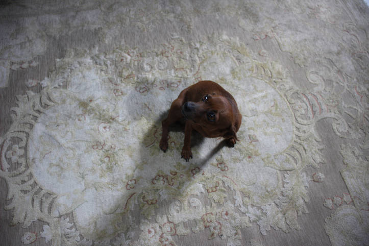 カーペットについた犬のおしっこをきれいにする15ステップ Homify