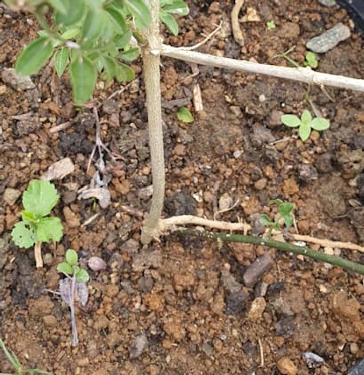 Cuidado de Plantas de Jazmín (Cómo cultivar Jasminum Polyanthum) | homify