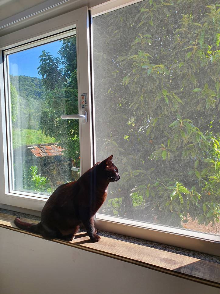Cat window steps 2025
