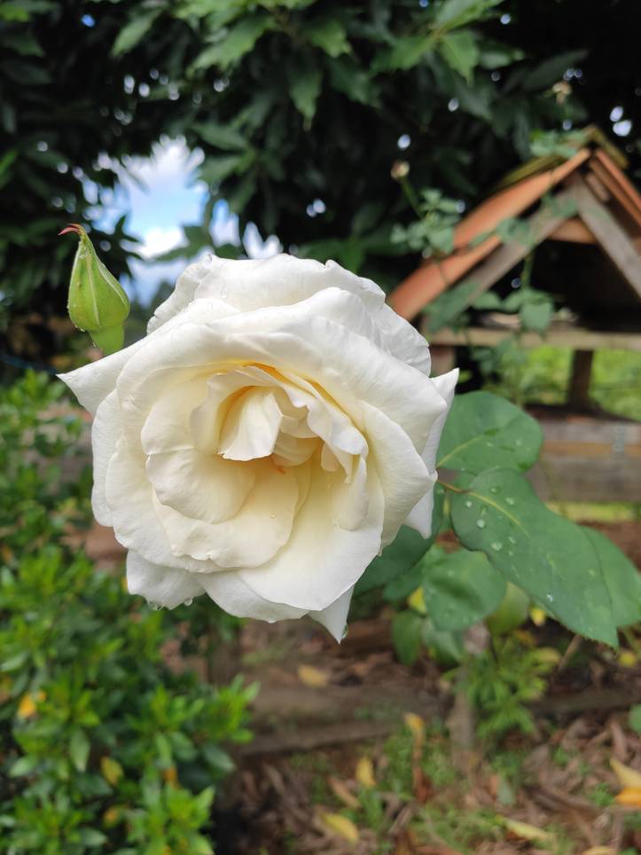 8 Astuces pour Cultiver et Entretenir des Roses Blanches en toute  Simplicité | homify