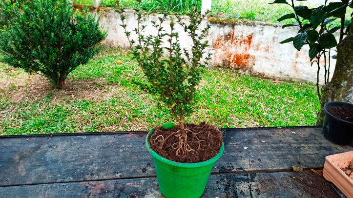 盆栽の作り方 簡単14ステップガイド Homify