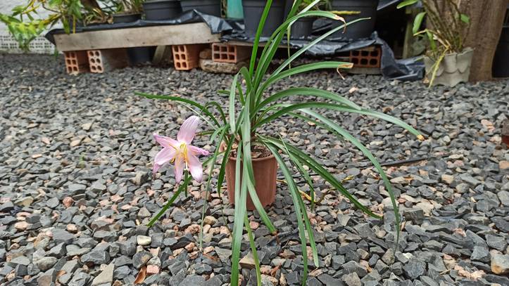 Zephyranthes 'Midas Touch