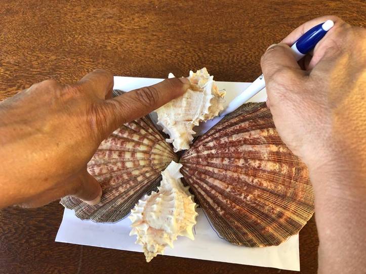 Ideas para decorar con conchas de mar