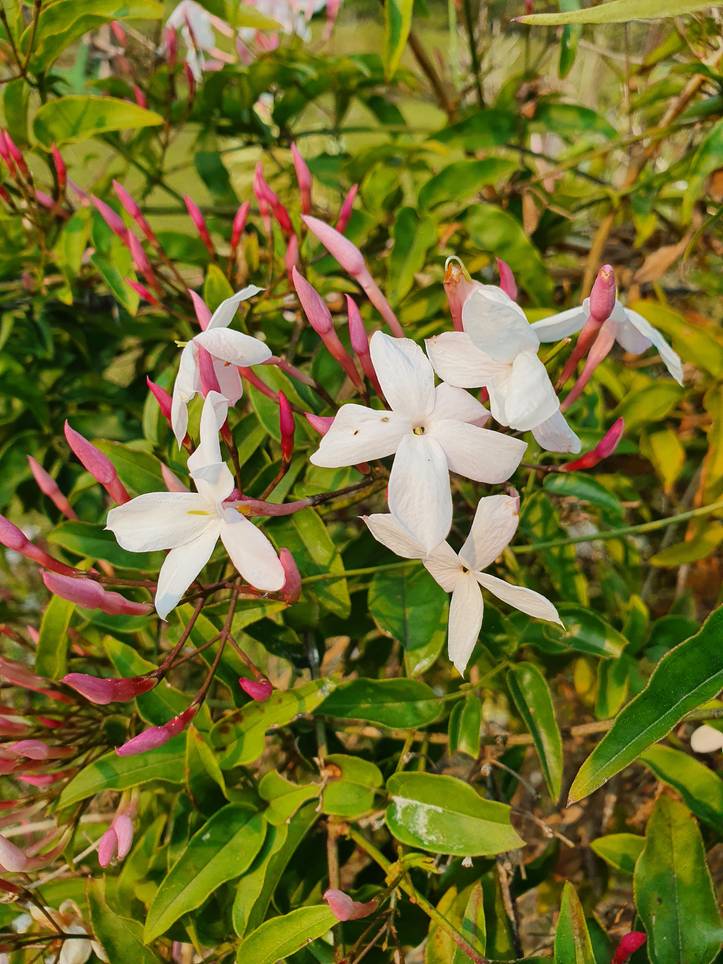 茉莉花照顧小技巧 Homify