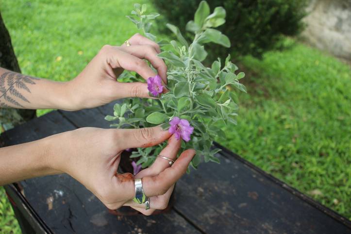 Cómo Cultivar Salvia Blanca - Trucos De Jardineria