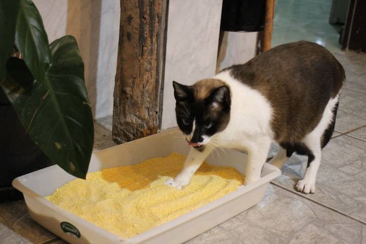 How to make cat litter deals