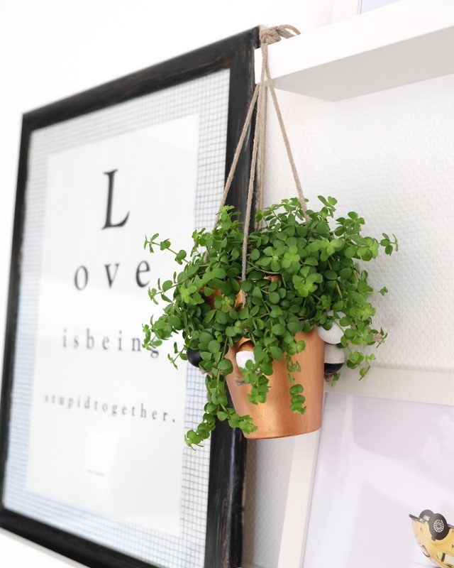 DIY How to make Hanging Planters homify