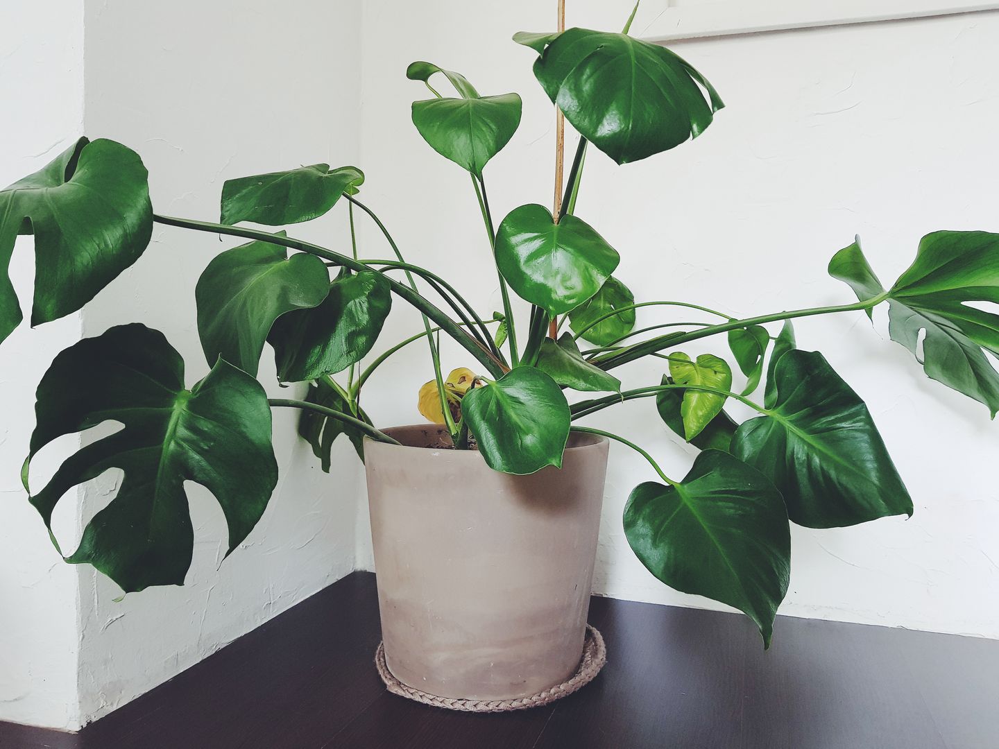 monstera grande Monstera Deliciosa 8