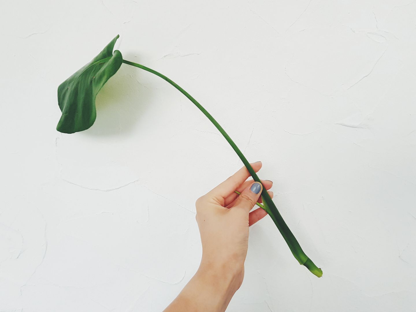 monstera brasil Giant Monstera Deliciosa Seedling in 2