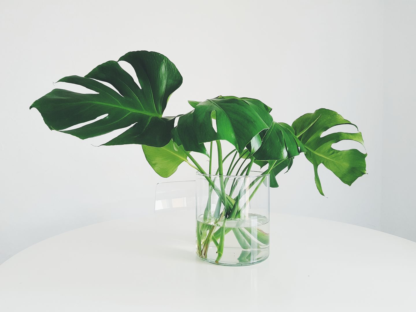 philodendron heartleaf Philodendron hederaceum var. oxycardium – Foliage Factory main image 0