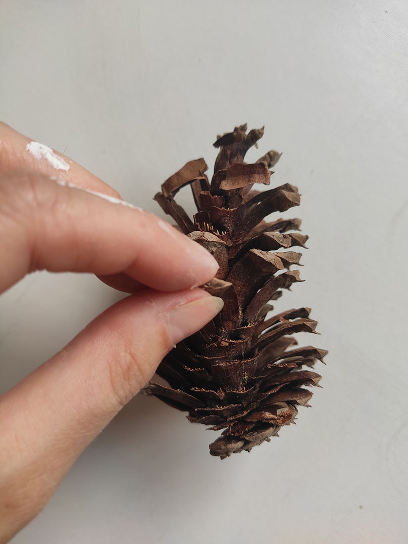 Çam kozalaklarının bir tarafındaki pulları çıkarın