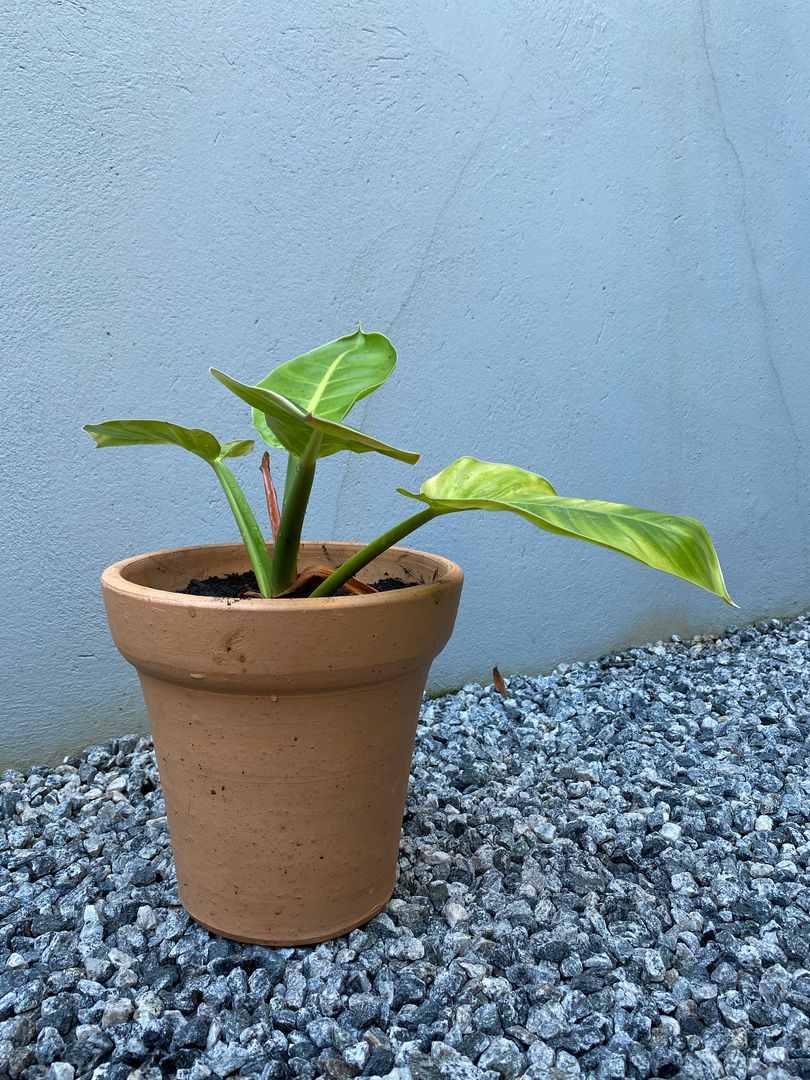 Guide] How To Seal A Clay / Terracotta Pot homify