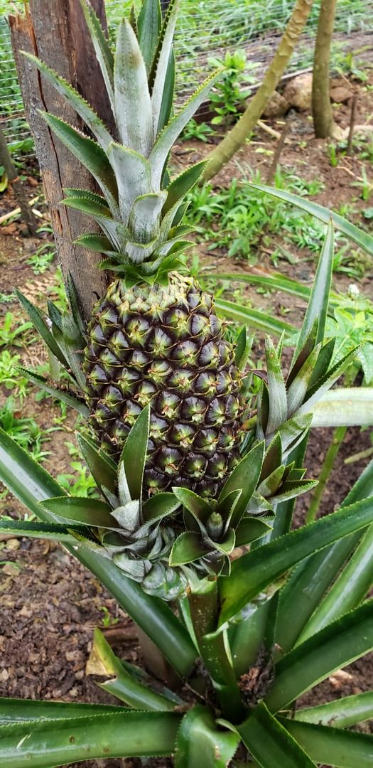 Paso a paso: planta una piña en tu jardín | homify