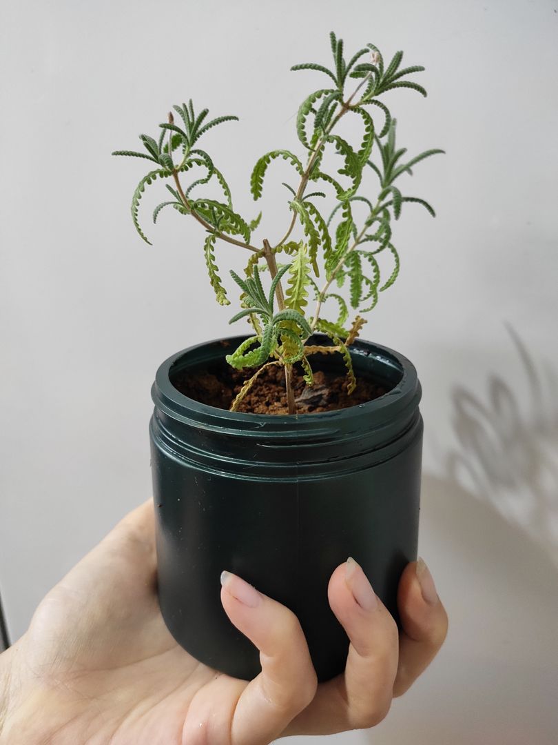 とっておきの発根促進剤 植物を増やす際に使えるアロエベラジェルの作り方 Homify