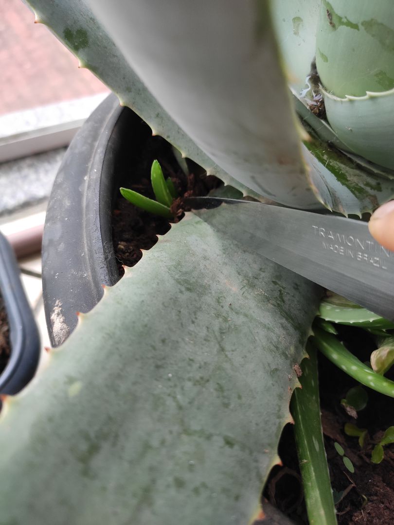 rhizome alocasia zebrina Alocasia Zebrina
