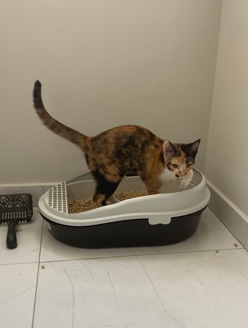 猫がトイレ以外でおしっこしてしまうのを防ぐ方法 掃除のヒント Homify
