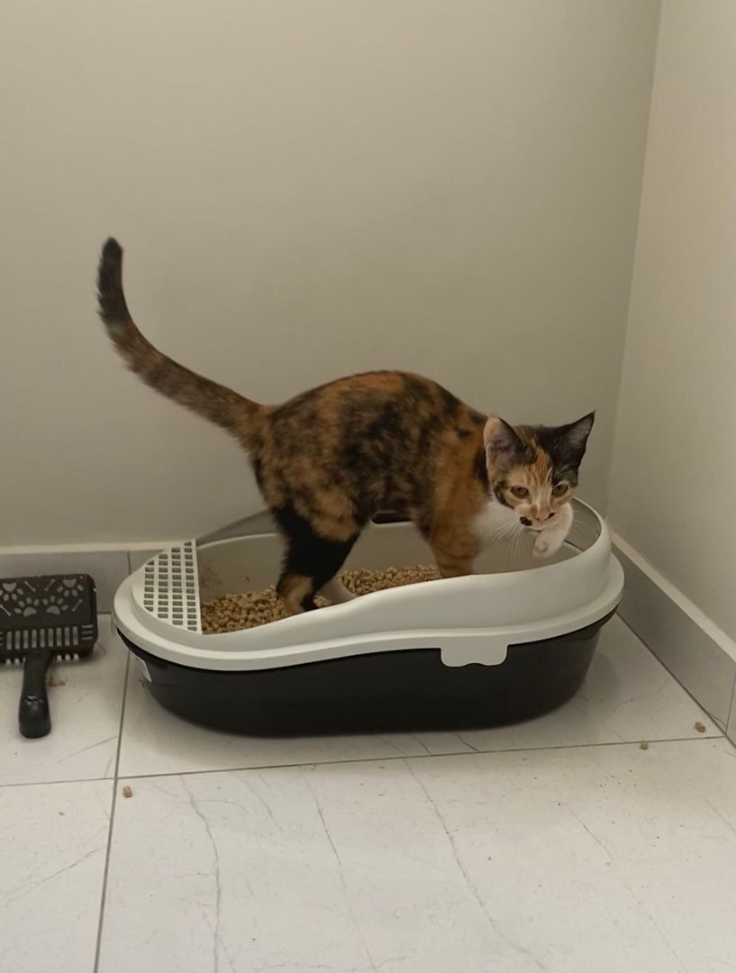 猫がトイレ以外でおしっこしてしまうのを防ぐ方法  掃除のヒント  homify