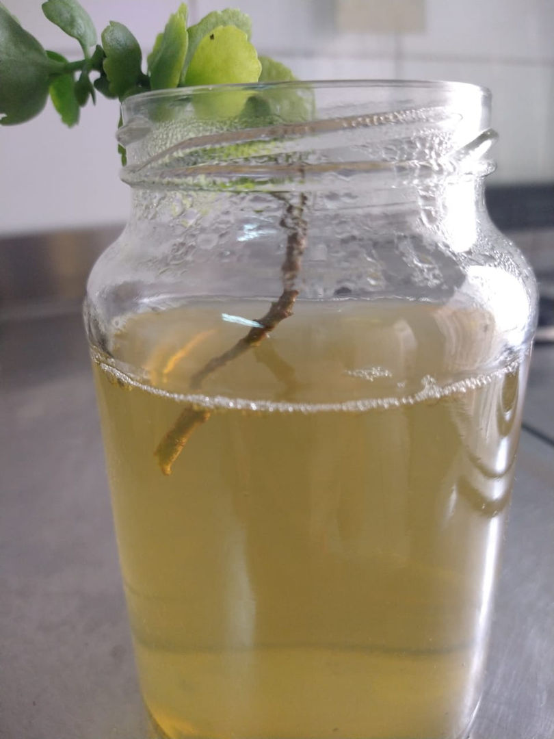 DIY Gardening Tips Make a Natural Rooting Hormone for Your Plants homify